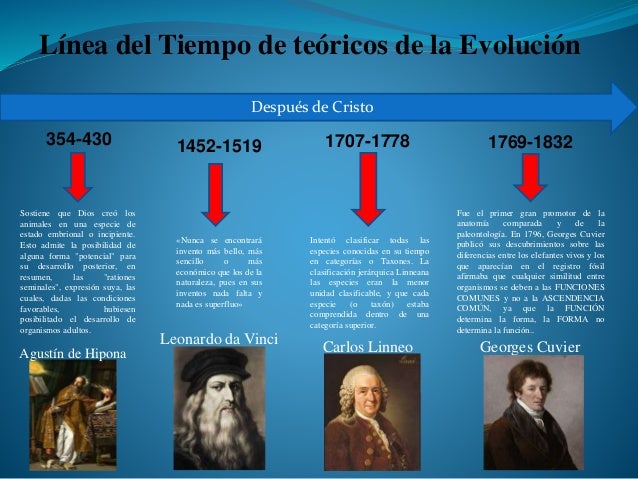 Linea De Tiempo De La Evolucion De La Vida Porfavor Quien Pueda Images