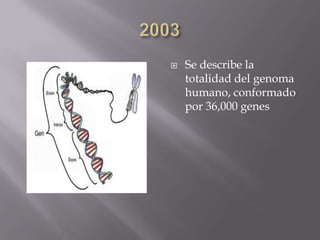  Se describe la
totalidad del genoma
humano, conformado
por 36,000 genes
 
