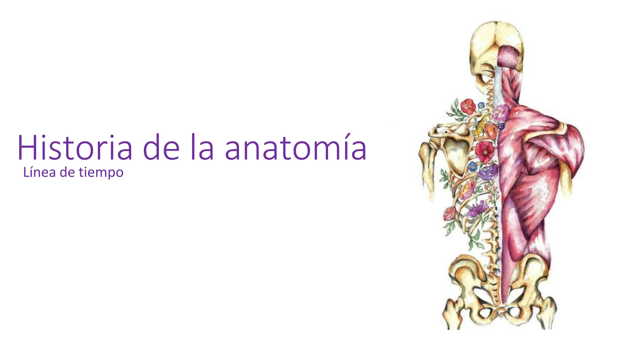 LINEA DEL TIEMPO DE LA HISTORIA DE LA ANATOMIA | PPTX