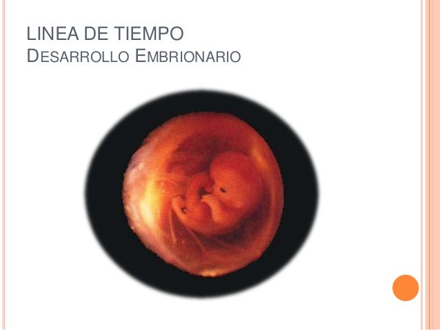 Linea de tiempo de desarrollo embrionario