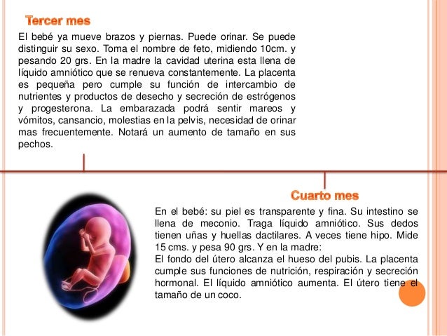 Linea de tiempo de desarrollo embrionario