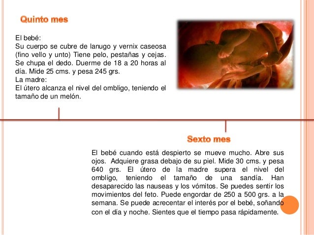Linea de tiempo de desarrollo embrionario
