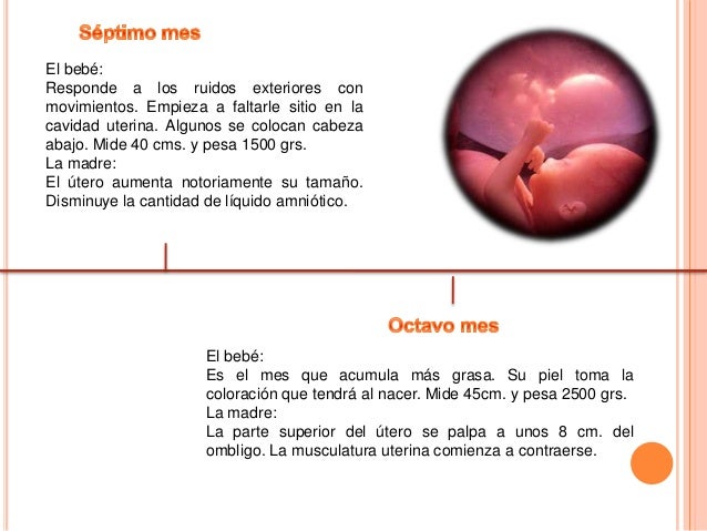 Linea de tiempo de desarrollo embrionario