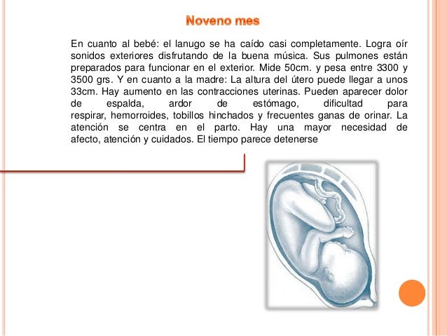Linea de tiempo de desarrollo embrionario