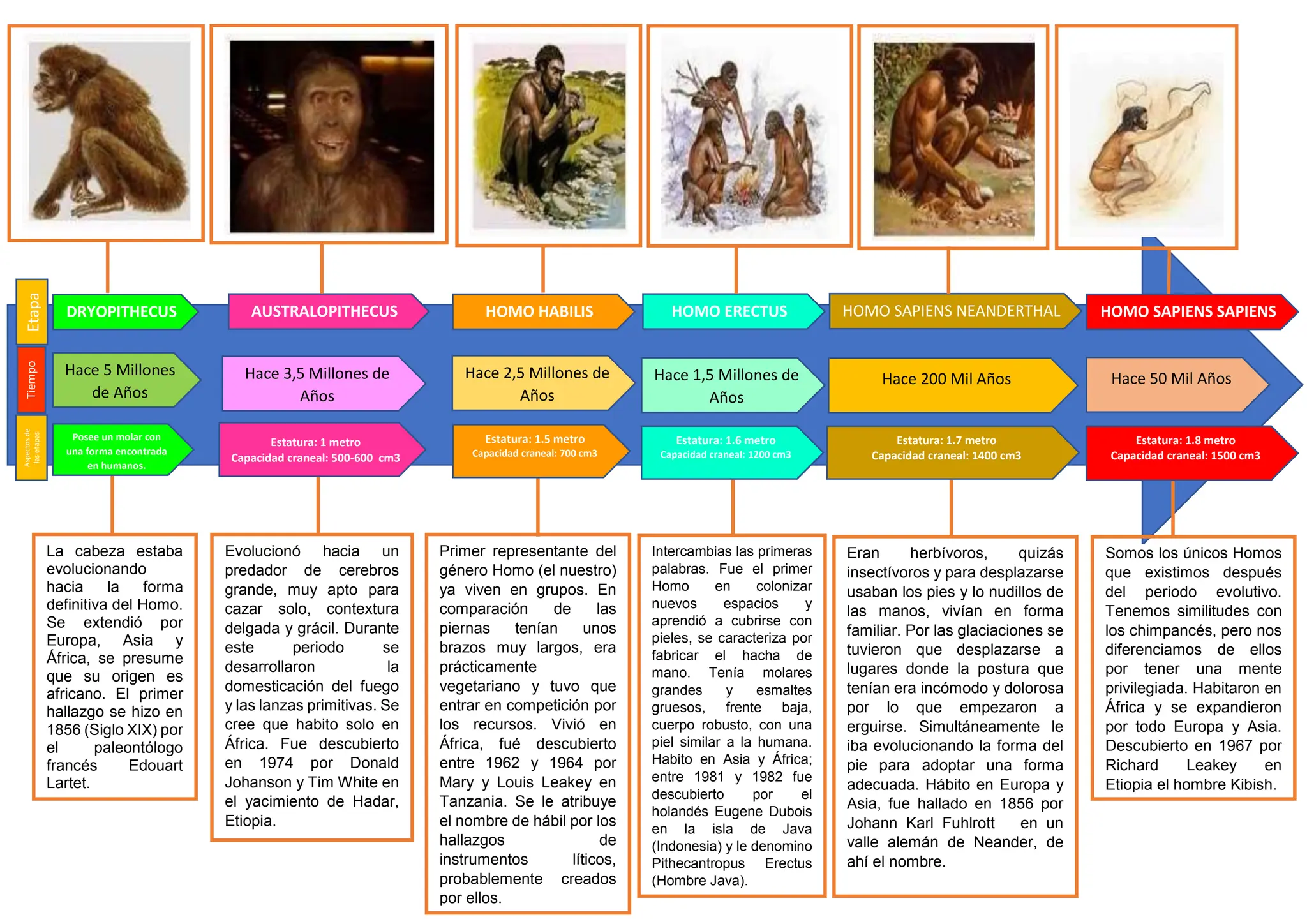 Linea de Tiempo Evolucion Humana.docx