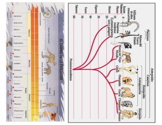 Linea de tiempooooooo   biologia