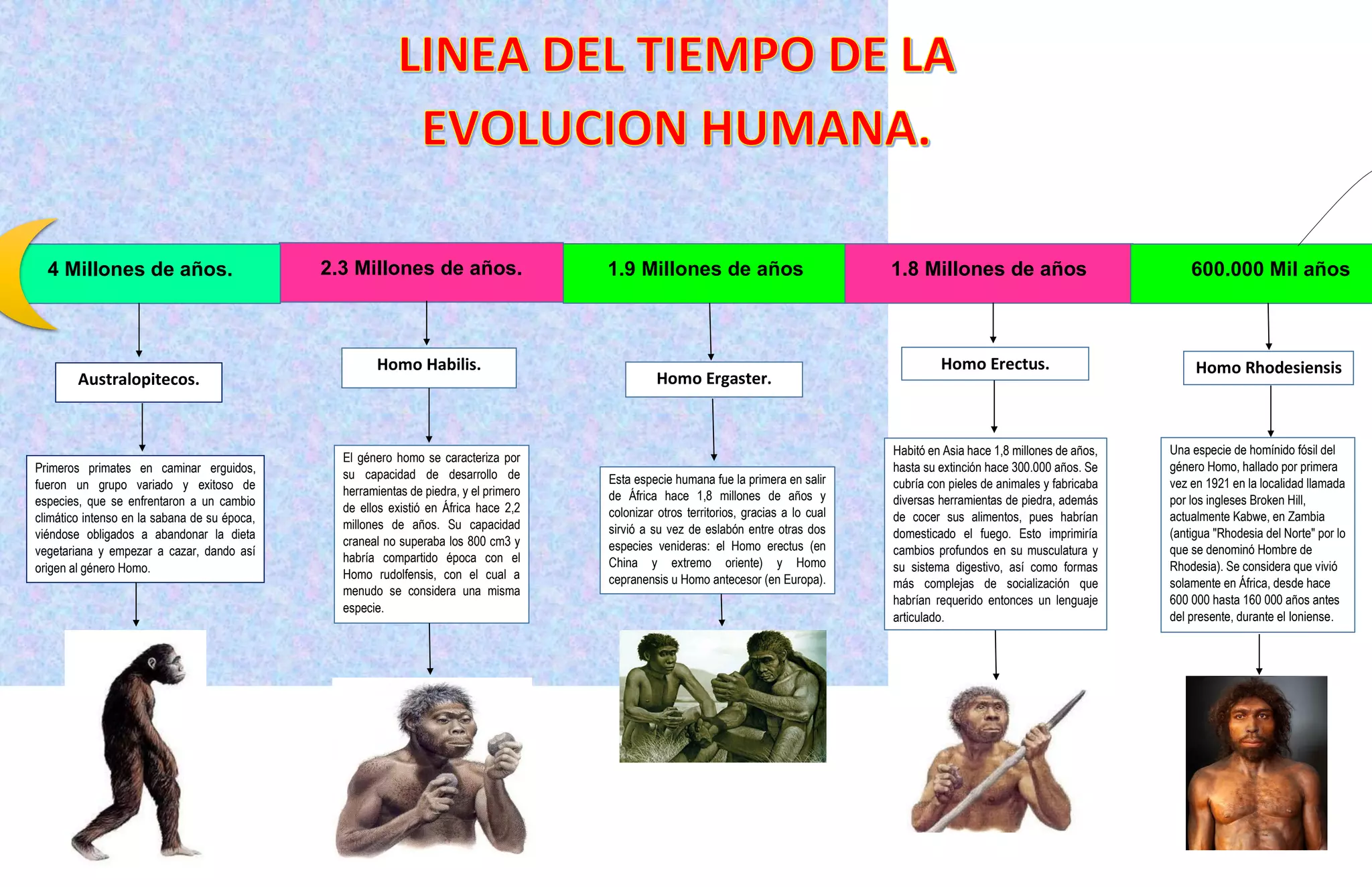 Linea el tiempo de la evolucion humana Nadia 505.pdf