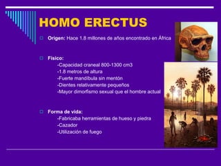 HOMO ERECTUS Origen:  Hace 1.8 millones de años encontrado en África  Físico: -Capacidad craneal 800-1300 cm3   -1.8 metros de altura -Fuerte mandíbula sin mentón -Dientes relativamente pequeños -Mayor dimorfismo sexual que el hombre actual Forma de vida: -Fabricaba herramientas de hueso y piedra -Cazador -Utilización de fuego 