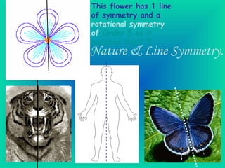 This flower has 1 line of symmetry and a  rotational symmetry of   Order 5 as it matches itself 5 times.   Nature & Line Symmetry. 