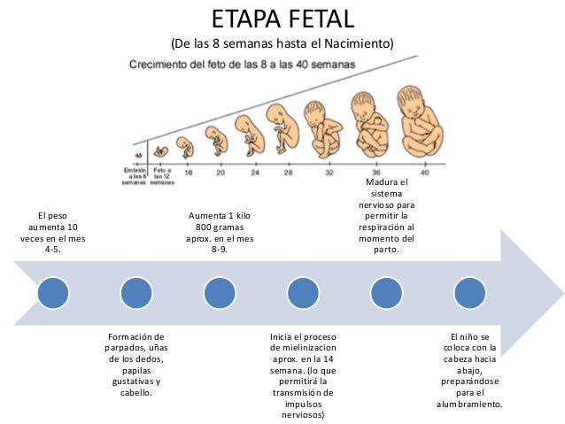 Linea prental