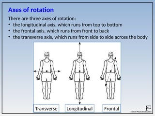 There are three axes of rotation:
• the longitudinal axis, which runs from top to bottom
• the frontal axis, which runs from front to back
• the transverse axis, which runs from side to side across the body
Transverse Longitudinal Frontal
Axes of rotation
 