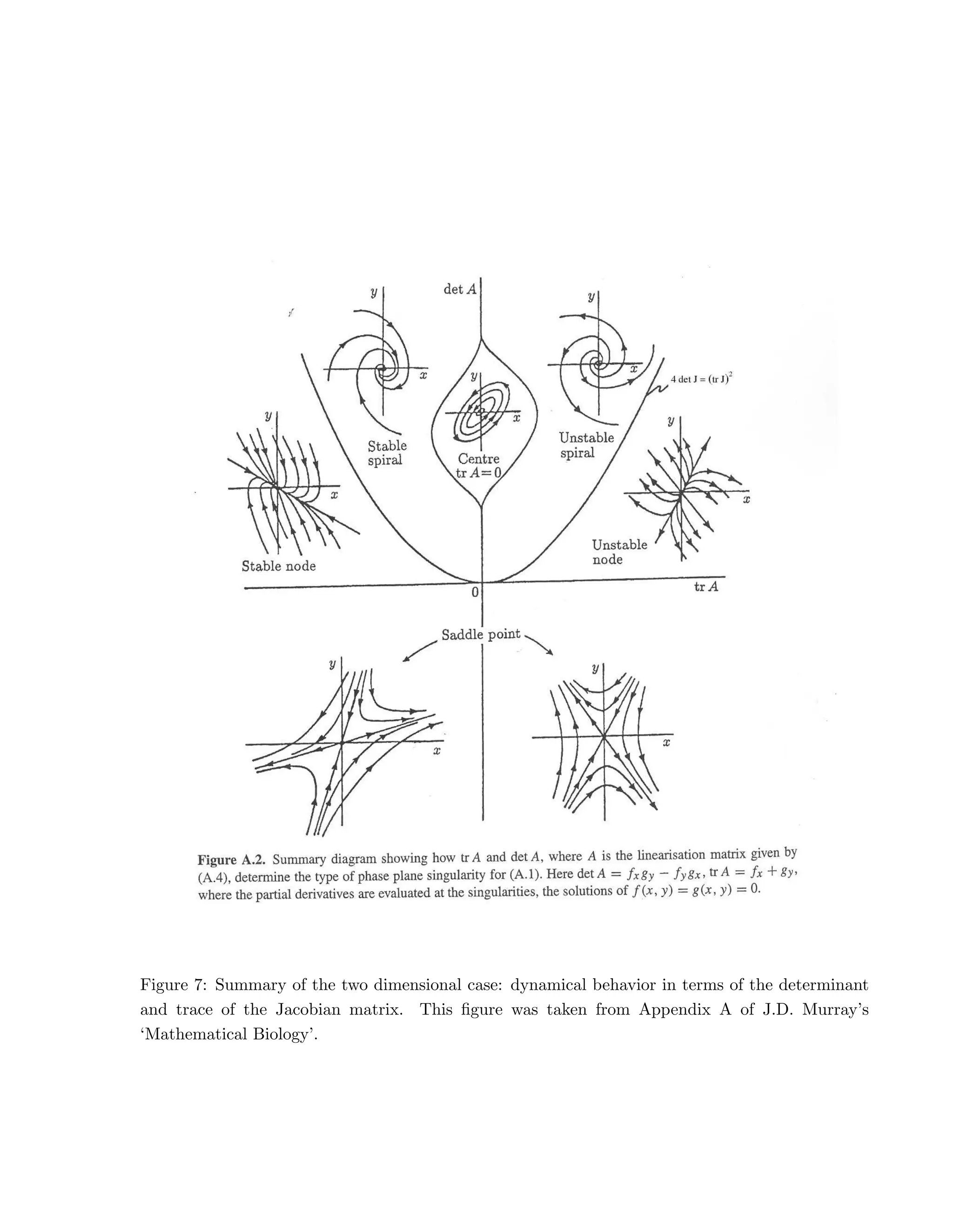 Figure 7: Summary of the two dimensional case: dynamical behavior in terms of the determinant
and trace of the Jacobian matrix. This figure was taken from Appendix A of J.D. Murray’s
‘Mathematical Biology’.
 