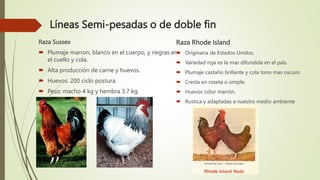 Líneas Semi-pesadas o de doble fin
Raza Sussex
 Plumaje marron, blanco en el cuerpo, y negras en
el cuello y cola.
 Alta producción de carne y huevos.
 Huevos: 200 ciclo postura.
 Peso: macho 4 kg y hembra 3.7 kg.
Raza Rhode Island
 Originaria de Estados Unidos.
 Variedad roja es la mas difundida en el país.
 Plumaje castaño brillante y cola tono mas oscuro.
 Cresta en roseta o simple.
 Huevos color marrón.
 Rustica y adaptadas a nuestro medio ambiente
 