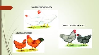 NEW HAMPSHIRED
BARRET PLYMOUTH ROCK
WHITE PLYMOUTH ROCK
 