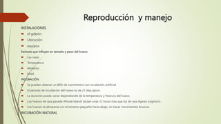 Reproducción y manejo
INSTALACIONES
 el galpón
 Ubicación
 equipos
Factores que influyen en tamaño y peso del huevo:
 Las razas
 Temperatura
 Alimento
 Edad
INCUBACIÓN
 Se pueden obtener un 80% de nacimientos con incubación artificial.
 El periodo de incubación del huevo es de 21 días aprox.
 La duración puede variar dependiendo de la temperatura y frescura del huevo.
 Los huevos de raza pesada (Rhode Island) tardan unas 12 horas más que los de raza ligeras (Leghorn).
 Los huevos se almacena con el extremo pequeño hacia abajo, no hacer movimientos bruscos.
INCUBACIÓN NATURAL
 