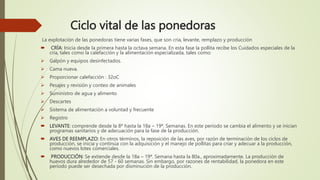 Ciclo vital de las ponedoras
La explotación de las ponedoras tiene varias fases, que son cría, levante, remplazo y producción
 CRÍA: Inicia desde la primera hasta la octava semana. En esta fase la pollita recibe los Cuidados especiales de la
cría, tales como la calefacción y la alimentación especializada, tales como:
 Galpón y equipos desinfectados.
 Cama nueva.
 Proporcionar calefacción : 32oC
 Pesajes y revisión y conteo de animales
 Suministro de agua y alimento
 Descartes
 Sistema de alimentación a voluntad y frecuente
 Registro
 LEVANTE: comprende desde la 8ª hasta la 18a – 19ª. Semanas. En este período se cambia el alimento y se inician
programas sanitarios y de adecuación para la fase de la producción.
 AVES DE REEMPLAZO: En otros términos, la reposición de las aves, por razón de terminación de los ciclos de
producción, se inicia y continúa con la adquisición y el manejo de pollitas para criar y adecuar a la producción,
como nuevos lotes comerciales.
 PRODUCCIÓN: Se extiende desde la 18a – 19ª. Semana hasta la 80a., aproximadamente. La producción de
huevos dura alrededor de 57 - 60 semanas. Sin embargo, por razones de rentabilidad, la ponedora en este
período puede ser desechada por disminución de la producción.
 