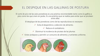 El corte de pico de las aves ponedoras es una práctica recomendable tanto como la gallina a
piso como las que viven en jaulas. Es una práctica que se realiza para evitar que se picoteen
entre ellas
El despique de las ponedoras como de las reproductoras es necesario
 Evita el desperdicio y selección de alimento.
 Reduce el canibalismo.
 Disminuir la incidencia de picoteo de las plumas
 Evitar prolapsos y permitir un consumo de alimento y nutrientes uniforme.
 