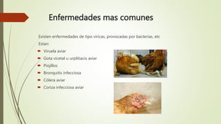 Enfermedades mas comunes
Existen enfermedades de tipo víricas, provocadas por bacterias, etc
Estan:
 Viruela aviar
 Gota vicetal u urplitiacis aviar
 Piojillos
 Bronquitis infecciosa
 Cólera aviar
 Coriza infecciosa aviar
 