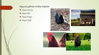 Algunas gallinas criollas mejoras:
 Raza macay
 Raza IPA
 Raza frago
 Raza GDB
 