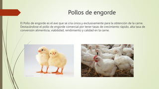 Pollos de engorde
El Pollo de engorde es el ave que se cría única y exclusivamente para la obtención de la carne.
Destacándose el pollo de engorde comercial por tener tasas de crecimiento rápido, alta tasa de
conversión alimenticia, viabilidad, rendimiento y calidad en la carne.
 