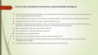 Ciclo de vida, velocidad de crecimiento y particularidades fisiológicas
 Tiene una alta velocidad de crecimiento, ya que el pollo debe alcanzar el peso promedio requerido entre las seis
y ocho semanas de vida como máximo.
 Son de hábitos libre, por lo que, si se dejan en un espacio amplio, correrán, saltarán, e incluso tomarán el sol.
 Los pollos pueden vivir entre 5 y 10 años, dependiendo de la raza.
 Son felices cavando la tierra, estirando sus alas y revolcándose en el polvo; estos “baños de polvo” les ayudan a
mantener un aislamiento adecuado para sus plumas y las protegen de los parásitos.
 Buena composición corpórea, comúnmente redonda.
 Alto rendimiento en canal (70% del peso corporal).
 Alta resistencia a las enfermedades.
 Bajo índice de mortalidad (cuyo valor máximo está por debajo de 5%)
 Responden adecuadamente a distintas modificaciones en la dieta, manejo, ambiente, etc. Lo que brinda
versatilidad en su manejo.
 Los pollos podrían alcanzar una velocidad de carrera hasta de 14 km por hora.
 