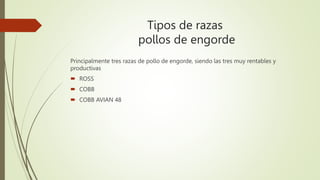 Tipos de razas
pollos de engorde
Principalmente tres razas de pollo de engorde, siendo las tres muy rentables y
productivas
 ROSS
 COBB
 COBB AVIAN 48
 
