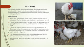 RAZA ROOS
Los pollos de engorde ROSS son ampliamente utilizados en la industria
avícola debido a su alto rendimiento en la producción de carne. Los
productores avícolas colombianos han encontrado en esta raza una opción
rentable y productiva
Caracteristicas:
 Pollos Ross exteriormente similar a otros pollos de engorde con una
constitución fuerte, músculos desarrollados, una carcasa ancha y grande
 Tienen un crecimiento rápido y eficiente, lo que les permite alcanzar su
peso máximo en 5 a 7 semanas, tienden a ser mas grandes que otras
razas.
 El peso de un pollo adulto alcanza los 5,5-6 kg, pero los pollos de
engorde se envían al matadero antes, a partir de los dos meses, con un
conjunto de 2,5-3 kg. Con el contenido adecuado, el aumento de peso
diario es de 55 a 60 gramos
 los pollos Ross necesitan una dieta equilibrada y adecuada para su
salud y crecimiento y son resistente a climas calidos.
 puede obtener hasta 200 huevos por año. El huevo pesa entre 55 y 60
gramos.
 