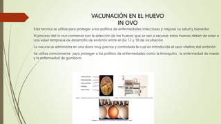 VACUNACIÓN EN EL HUEVO
IN OVO
Esta tecnica se utiliza para proteger a los pollitos de enfermedades infecciosas y mejorar su salud y bienestar.
El proceso del in ovo comienza con la selección de los huevos que se van a vacunar, estos huevos deben de estar a
una edad temprana de desarrollo de embrión entre el día 12 y 18 de incubación
La vacuna se administra en una dosis muy precisa y controlada la cual es introducida el saco vitelino del embrión
Se utiliza comúnmente para proteger a los pollitos de enfermedades como la bronquitis, la enfermedad de marek
y la enfermedad de gumboro.
 