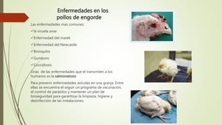 Enfermedades en los
pollos de engorde
Las enfermedades mas comunes:
la viruela aviar
Enfermedad del marek
Enfermedad del Newcastle
Bronquitis
Gumboro
Coccidiosis
Unas de las enfermedades que el transmiten a los
humanos es la salmonelosis
Para prevenir enfermedades avícolas en una granja. Entre
ellas se encuentra el seguir un programa de vacunación,
el control de parásitos y mantener un plan de
bioseguridad para garantizar la limpieza, higiene y
desinfección de las instalaciones.
 