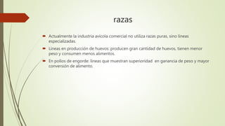 razas
 Actualmente la industria avícola comercial no utiliza razas puras, sino líneas
especializadas.
 Líneas en producción de huevos: producen gran cantidad de huevos, tienen menor
peso y consumen menos alimentos.
 En pollos de engorde: líneas que muestran superioridad en ganancia de peso y mayor
conversión de alimento.
 