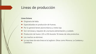 Lineas de producción
Línea liviana
 Originaria de Italia.
 Especializadas en producción de huevos.
 Por lo general tienen pluma blanca y cresta roja.
 Son nerviosas y requiere de una buena alimentación y cuidado.
 Producción de huevo: 225 a 250 durante 18 meses de vida productiva.
 Los machos se eliminan.
 La raza base de esta línea es la Leghorn. Otras como Minorca, La Catalana y
Castellana.
 