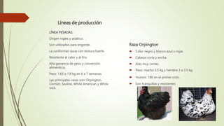 Líneas de producción
Raza Orpington
 Color negro y blanco azul o rojas
 Cabeza corta y ancha.
 Alas muy cortas.
 Peso: macho 3.5 kg y hembra 3 a 3.5 kg.
 Huevos: 180 en el primer ciclo.
 Son tranquillas y resistentes
LÍNEA PESADAS.
Origen ingles y asiático.
Son utilizados para engorde.
La conforman razas con textura fuerte.
Resistente al calor y al frio.
Alta ganancia de peso y conversión
alimenticia.
Peso: 1.65 a 1.8 kg en 6 a 7 semanas.
Las principales razas son: Orpington,
Cornish, Sexline, White American y White
rock.
 