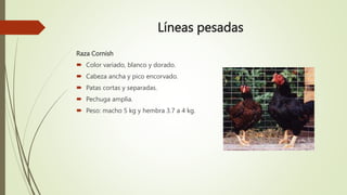 Líneas pesadas
Raza Cornish
 Color variado, blanco y dorado.
 Cabeza ancha y pico encorvado.
 Patas cortas y separadas.
 Pechuga amplia.
 Peso: macho 5 kg y hembra 3.7 a 4 kg.
 