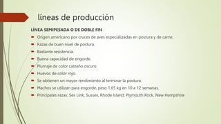 líneas de producción
LÍNEA SEMIPESADA O DE DOBLE FIN
 Origen americano por cruces de aves especializadas en postura y de carne.
 Razas de buen nivel de postura.
 Bastante resistencia.
 Buena capacidad de engorde.
 Plumaje de color castaño oscuro
 Huevos de color rojo.
 Se obtienen un mayor rendimiento al terminar la postura.
 Machos se utilizan para engorde, peso 1.65 kg en 10 a 12 semanas.
 Principales razas: Sex Link, Sussex, Rhode Island, Plymouth Rock, New Hampshire
 