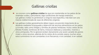 Gallinas criollas
 se conocen como gallinas criollas las que son mantenidas en los patios de las
viviendas rurales y periurbanas, bajo condiciones de manejo extensivo.
Las gallinas criollas no pertenecen a ninguna raza específica, más bien son una
mezcla indeterminada de razas de diferentes orígenes.
 Las gallinas criollas generalmente deben lograr una porción importante de su
alimento mediante la búsqueda y obtención de recursos alimenticios en los patios
o corrales, tales como follajes y semillas de plantas herbáceas, frutos caídos de los
árboles frutales, lombrices de tierra, moluscos (babosas y caracoles), insectos y
otros artrópodos. Por lo general reciben diariamente una ración variable de granos
(maíz) u otros recursos, además de los restos de la comida casera; muchas veces
estos suministros no son constantes ni en frecuencia, ni en cantidad, ni en calidad.
 