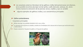  Gallina santandereana
Caracteres principales
 Poseen plumaje muy poblado alrededor de la cara y oídos.
 La coloración de la pluma es variable y resaltan las tonalidades de la cáscara de los huevos que oscila entre azul y
y verde (claros).
 El peso corporal es 3 kg para los gallos y 2,5 kg para las gallinas
 Los caracteres externos (fenotipo) de las gallinas criollas latinoamericanas son diversos,
así es posible encontrar plumaje normal, grifas, cuello desnudo, sedosas, etc.; de la
misma manera la coloración de las plumas, tarsos, orejillas y ojos es variable
 algunos ejemplos de gallinas criollas y sus características principales:
 