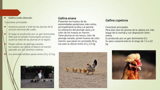  Gallina cuello desnudo,
Caracteres principales
 Ausencia parcial o total de las plumas de la
porción terminal del cuello.
 El rasgo es producido por un gen dominante
(Na) que en estado homocigoto produce
ausencia total de las plumas en la región.
 Posee colores de plumaje variado,
los huevos van desde el blanco al marrón
pasando por los distintos matices.
 Los animales adultos pesan entre 2,0 y 2,5 kg.
Gallina copetona
Caracteres principales
Para este caso las plumas de la cabeza son más
largas de lo normal y con disposición Semi-
erecta.
Es producido por un gen dominante (Cr).
Su peso corporal está en el rango de 1,5 a 2,0
kg.
Gallina enana
Presentan los huesos de las
extremidades posteriores más cortos,
principalmente la tibia y el peroné.
La coloración del plumaje varía y el
color de los huevos es marrón.
Tiene plumas en los tarsos, color de
plumaje variado, ponen huevos de color
marrón, que pesan en promedio 60 g.
Las aves se ubican entre 2,0 y 2,5 kg
 