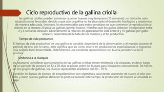 Ciclo reproductivo de la gallina criolla
las gallinas criollas pueden comenzar a poner huevos muy temprano (15 semanas); no obstante, esta
situación no es favorable, debido a que aún la gallina no ha alcanzado el desarrollo fisiológico y anatómico
de manera adecuada. Entonces, lo recomendable para estos genotipos es que comience la reproducción al
menos en la semana 20 para las gallinas (primer huevo); mientras que los gallos deberían incorporarse entre
2 y 4 semanas después. Generalmente la relación de apareamiento está entre 8 y 10 gallinas por gallo;
empero, dependerá de la talla de los mismos y el fin productivo.
Tiempo de vida productivo
El tiempo de vida productivo de una gallina es variable, dependerá de la alimentación y el manejo durante el
período de cría; por lo tanto, esto significa que así como ocurre en producciones especializadas, si logramos
una pollona bien desarrollada, obtendremos una excelente reproductora con buena persistencia de la
postura.
Tendencia a la clueques
es necesario considerar que la mayoría de las gallinas criollas tienen tendencia a la clueques; es decir, luego
de un período de postura de 12 a 20 días se posan sobre los huevos para incubarlos naturalmente. De hecho,
en los grupos de gallinas, las cluecas representan alrededor del 20 – 70 %.
También los lapsos de tiempo de empollamiento son repetitivos, ocurriendo alrededor de cuatro al año; por
ello, y dado que las gallinas detienen la postura durante este tiempo, la producción de huevos acumulada es
baja.
 