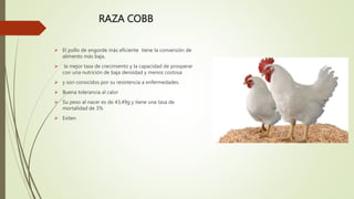 RAZA COBB
 El pollo de engorde más eficiente tiene la conversión de
alimento más baja.
 la mejor tasa de crecimiento y la capacidad de prosperar
con una nutrición de baja densidad y menos costosa
 y son conocidos por su resistencia a enfermedades.
 Buena tolerancia al calor
 Su peso al nacer es de 43,49g y tiene una tasa de
mortalidad de 3%
 Exiten
 