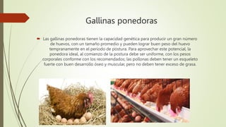 Gallinas ponedoras
 Las gallinas ponedoras tienen la capacidad genética para producir un gran número
de huevos, con un tamaño promedio y pueden lograr buen peso del huevo
tempranamente en el período de postura. Para aprovechar este potencial, la
ponedora ideal, al comienzo de la postura debe ser uniforme, con los pesos
corporales conforme con los recomendados; las pollonas deben tener un esqueleto
fuerte con buen desarrollo óseo y muscular, pero no deben tener exceso de grasa.
 