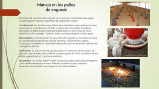 Manejo en los pollos
de engorde
El manejo de los pollos de engorde es un proceso importante para lograr
una producción exitosa y garantizar la calidad de la carne.
Instalaciones: Las instalaciones deben estar diseñadas adecuadamente para
proporcionar un ambiente cómodo y seguro para los pollos. El espacio
adecuado se debe proporcionar para garantizar un buen flujo de aire y
eliminación de humedad. También tener una buena higiene y buen agua
Alimentación: la alimentación de los pollos de engorde en Colombia se basa
en una dieta balanceada que incluye proteína, carbohidratos, grasas,
vitaminas y minerales en cantidades adecuadas para el desarrollo óptimo del
crecimiento del ave.
Iluminación: La luz es esencial para la salud y el bienestar de los pollos. Se
necesita una cantidad adecuada de luz para regular el ritmo circadiano de los
pollos y garantizar un crecimiento óptimo.
Vacunación: Los pollos deben recibir las vacunas adecuadas para protegerlos
contra enfermedades comunes. Además, se deben tomar medidas
preventivas para evitar la propagación de enfermedades.
 
