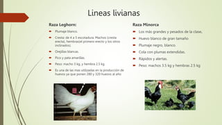 Lineas livianas
Raza Leghorn:
 Plumaje blanco.
 Cresta: de 4 a 5 escotadura. Machos (cresta
erecta), hembras(el primero erecto y los otros
inclinados).
 Orejillas blancas.
 Pico y pata amarillas.
 Peso: macho 3 kg, y hembra 2.5 kg
 Es una de las mas utilizadas en la producción de
huevos ya que ponen 280 y 320 hueovs al año
Raza Minorca
 Los más grandes y pesados de la clase.
 Huevo blanco de gran tamaño
 Plumaje negro, blanco.
 Cola con plumas extendidas.
 Rápidos y alertas.
 Peso: machos 3.5 kg y hembras 2.5 kg
 