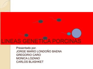 LINEAS GENETICA PORCINAS 
Presentado por. 
JORGE MARIO LONDOÑO BAENA 
GREGORIO CARO 
MONICA LOZANO 
CARLOS BLASHKET 
 
