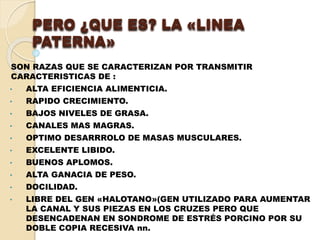 PERO ¿QUE ES? LA «LINEA 
PATERNA» 
SON RAZAS QUE SE CARACTERIZAN POR TRANSMITIR 
CARACTERISTICAS DE : 
• ALTA EFICIENCIA ALIMENTICIA. 
• RAPIDO CRECIMIENTO. 
• BAJOS NIVELES DE GRASA. 
• CANALES MAS MAGRAS. 
• OPTIMO DESARRROLO DE MASAS MUSCULARES. 
• EXCELENTE LIBIDO. 
• BUENOS APLOMOS. 
• ALTA GANACIA DE PESO. 
• DOCILIDAD. 
• LIBRE DEL GEN «HALOTANO»(GEN UTILIZADO PARA AUMENTAR 
LA CANAL Y SUS PIEZAS EN LOS CRUZES PERO QUE 
DESENCADENAN EN SONDROME DE ESTRÉS PORCINO POR SU 
DOBLE COPIA RECESIVA nn. 
 