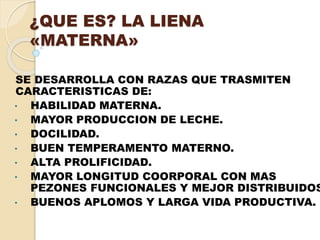 ¿QUE ES? LA LIENA 
«MATERNA» 
SE DESARROLLA CON RAZAS QUE TRASMITEN 
CARACTERISTICAS DE: 
• HABILIDAD MATERNA. 
• MAYOR PRODUCCION DE LECHE. 
• DOCILIDAD. 
• BUEN TEMPERAMENTO MATERNO. 
• ALTA PROLIFICIDAD. 
• MAYOR LONGITUD COORPORAL CON MAS 
PEZONES FUNCIONALES Y MEJOR DISTRIBUIDOS. 
• BUENOS APLOMOS Y LARGA VIDA PRODUCTIVA. 
 