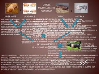 X X 
LARGE WITE LANDRACE DUROC PIETRAN 
TIENE GRANDES CUALIDADES DE 
REPRODUCTOR QUE COMBINA 
CRECIMIENTO RAPIDO Y CANALES 
DE CALIDAD SATISFACTORIA. SE 
UTILIZA EN CRUCES PARA OBTENER 
HEMBRAS CON CUALIDADES 
MATERNALES MUY ACUSADAS O 
PARA OBTENCION DE VARRACOS 
CON MUY BUENAS CUALIDADES 
PARA LA OBTENCION DE CARNES 
SON ANIMALES DE TAMAÑO MEDIO, COLOR 
BLANCO (EXCEPCIONALMENTE SE PUEDEN 
TOLERAR ALGUNAS PEQUEÑAS MANCHAS 
NEGRAS O AZULES, SIEMPRE QUE EL PELO 
IMPLANTADO SOBRE ELLAS SEA BLANCO). 
LA CABEZA ES DE LONGITUD MEDIANA, CON 
OREJAS NO MUY LARGAS INCLINADAS 
HACIA DELANTE CUBRIENDO CASI POR 
COMPLETO LOS OJOS DEL ANIMAL. 
SU MUSCULATURA ESTÁ BIEN 
DESARROLLADA Y ES UNA RAZA QUE 
DESTACA POR ENGLOBAR ANIMALES 
ALARGADOS CON 16 A 17 PARES DE 
COSTILLAS A DIFERENCIA DE OTRAS RAZAS 
QUE PRESENTAN 14. 
F1 
LINEA MATERNA 
SU ORIGEN SE ENCUENTRA EN LOS CERDOS ROJOS F1 
QUE ERAN 
CRIADOS EN EL ESTE DE EE. UU A PRINCIPIOS DEL SIGLO XIX, LOS 
CUALES PROCEDÍAN EN GRAN MEDIDA DE CERDOS DE CAPA 
COLORADA Y TIPO IBÉRICO DE ESPAÑA Y PORTUGAL.3 SE ORIGINÓ 
DEL CRUZAMIENTO DE LA RAZA JERSEY RED DE NUEVA JERSEY Y DE 
LA ANTIGUA DUROC DE NUEVA YORK. LA RAZA RESULTANTE FUE 
CONOCIDA COMO DUROC-JERSEY, PERO POSTERIORMENTE FUE 
DENOMINADA SIMPLEMENTE COMO DURO 
Los cerdos son de longitud corta, dorso ancho y espaldas 
musculadas. 
El color característico de la raza es blanco con manchas negras 
distribuidas de forma irregular por el cuerpo del animal. 
Alrededor de los LINEA puntos PATERNA 
negros hay anillos característicos de la 
pigmentación ligera que lleva el pelo blanco. 
La cabeza es relativamente ligera y corta con una frente 
medianamente ancha, con perfil recto o ligeramente cóncavo 
con un hocico ancho y recto. Las orejas son cortas, anchas y 
dirigidas hacia delante y arriba. 
El tronco es ancho, cilíndrico y no demasiado profundo. Las 
espaldas musculosas. La cruz es ancha, el dorso es largo, recto, 
ancho y plano. La pierna con gran desarrollo muscular, la nalga 
desciende hasta la punta del corvejón. El vientre es paralelo a 
la línea del dorso. 
Las extremidades son cortas y finas. Las pezuñas son cerradas. 
TETRAHIBRIDO 
25 % DE LOS ANTERIORES 
HAMSHIRE 
LA RAZA HAMPSHIRE COMPRENDE ANIMALES DE TAMAÑO MEDIO, CONFORMACIÓN Y OSAMENTA ADECUADAS, CABEZA DE 
TAMAÑO MEDIANO Y OREJAS ERGUIDAS LEVEMENTE INCLINADAS HACIA ARRIBA Y HACIA FUERA. EL CUELLO ES CORTO Y 
BIÉN INSERTADO EN LA CABEZA Y EL TRONCO. LA PAPADA ES PEQUEÑA. LINEA EL COMERCIAL. 
TRONCO ENTRE PARALELAS ES DE LONGITUD 
MEDIA, ESPALDAS PROFUNDAS Y MUSCULADAS, PECHO GRANDE Y PROFUNDO, DORSO ANCHO Y ARQUEADO. PRODUCTO FINAL $$$ 
COSTILLAS 
POCO ARQUEADO, GRUPA INCLINADA, COLA DE INSERCIÓN ALTA Y JAMONES ANCHOS Y MUY PROFUNDOS. 
ES CARACTERÍSTICO DE LA RAZA EL COLOR NEGRO CON UNA FRANJA BLANCA QUE RODEA TOTALMENTE EL CUERPO A LA 
ALTURA DE LA CRUZ, INCLUYENDO AMBOS MIEMBROS DELANTEROS. 
CRUCES 
MEJORAMIENTO 
GENETICO 
 