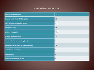 DATOS PRODUCTIVOS PIETRAIN 
Intervalo destete cubrición: 17.5 
Ganancia media Diaria 20-90 Kg (g/día) 575 
Indice de conversión 20-90 Kg (Kg/Kg) 3.25 
Primer parto (días) 342 
Lechones vivos/parto 9 - 9.5 
Lechones destetados/parto 7 - 8 
Espesor tocino dorsal a los 90 Kg (mm) 9 
Rendimiento de la canal a los 90 Kg, sin cabeza 77% 
Longitud de la canal (cm) 92 
% piezas nobles 68 
% estimado de magro en la canal 60 
 