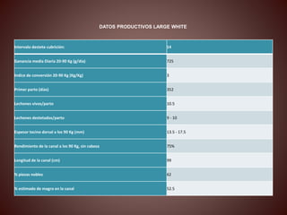 DATOS PRODUCTIVOS LARGE WHITE 
Intervalo destete cubrición: 14 
Ganancia media Diaria 20-90 Kg (g/día) 725 
Indice de conversión 20-90 Kg (Kg/Kg) 3 
Primer parto (días) 352 
Lechones vivos/parto 10.5 
Lechones destetados/parto 9 - 10 
Espesor tocino dorsal a los 90 Kg (mm) 13.5 - 17.5 
Rendimiento de la canal a los 90 Kg, sin cabeza 75% 
Longitud de la canal (cm) 99 
% piezas nobles 62 
% estimado de magro en la canal 52.5 
 