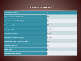 DATOS PRODUCTIVOS LANDRACE 
Intervalo destete cubrición: 16 
Ganancia media Diaria 20-90 Kg (g/día) 695 
Indice de conversión 20-90 Kg (Kg/Kg) 3.1 
Primer parto (días) 342 
Lechones vivos/parto 10 - 10.5 
Lechones destetados/parto 8.5 - 10 
Espesor tocino dorsal a los 90 Kg (mm) 13 - 16.5 
Rendimiento de la canal a los 90 Kg, sin cabeza 74.5% 
Longitud de la canal (cm) 101 
% piezas nobles 62 
% estimado de magro en la canal 53 
 