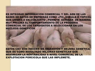 ES INTEGRAR INFORMACION COMERCIAL Y DEL ADN DE LAS 
BASES DE DATOS DE EMPRESAS COMO «PIC, DEKALB O TOPICS» 
QUE UNIDAS O EN CONJUNTO , PERMITE ESTIMAR DE MANERA 
MUY PRECISA EL COMPORTAMIENTO DE LA PROGENIA 
COMERCIAL DE LOS CANDIDATOS A SELECCIONAR EN LOS 
NUCLEOS GENETICOS. 
ESTOS CBV SON INDICES DE SELECCIÓN Y MEJORA GEMETICA, 
QUE DA COMO RESULTADO MEJORAS GENETICAS QUE 
MAXIMIZAN LA RENTABILIDAD A NIVEL COMERCIAL DE LA 
EXPLOTACION PORCICOLA QUE LAS IMPLEMETE. 
 